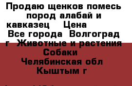 Продаю щенков помесь пород алабай и кавказец. › Цена ­ 1 500 - Все города, Волгоград г. Животные и растения » Собаки   . Челябинская обл.,Кыштым г.